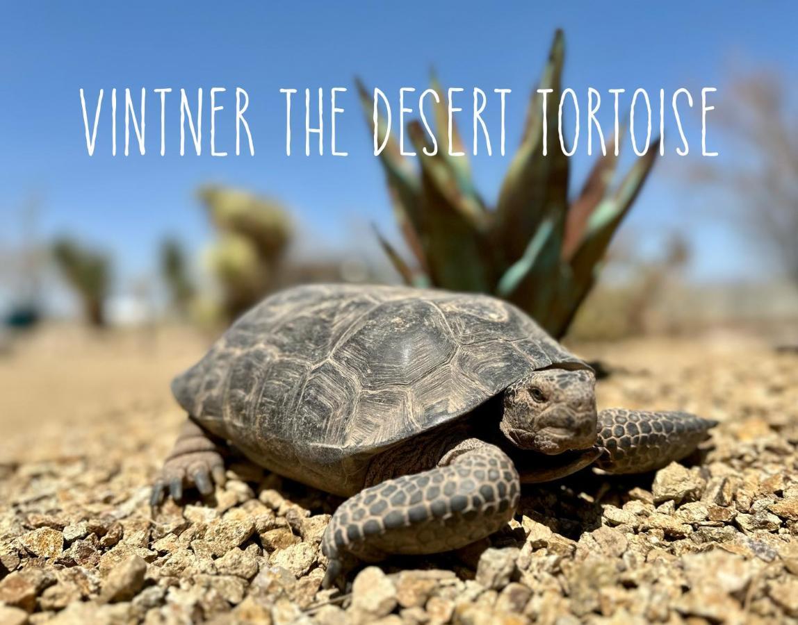 Tarantula Ranch Campground & Vineyard Near Death Valley National Park Amargosa Valley Exterior foto